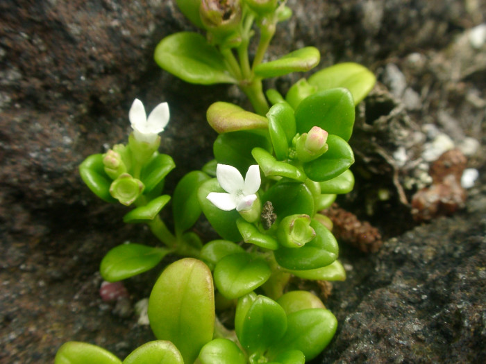 낚시돌풀 - Hedyotis biflora var. parvifolia Hook. & Arn.