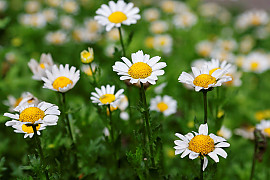 크리산세멈 - Chrysanthemum paludosum Noth Pole