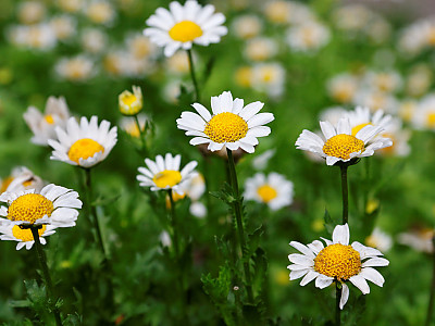크리산세멈 사진 - Chrysanthemum paludosum Noth Pole Photos