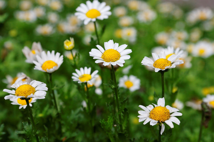크리산세멈 - Snowland, Chrysanthemum paludosum Noth Pole