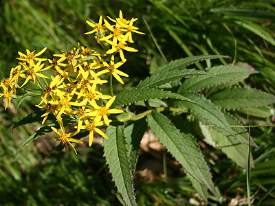 금방망이 사진 - Senecio nemorensis L. Photos