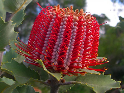 방크시아 사진 - Banksia coccinea Photos