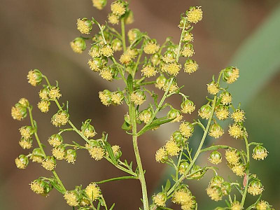 개똥쑥 사진 - Artemisia annua L. Photos