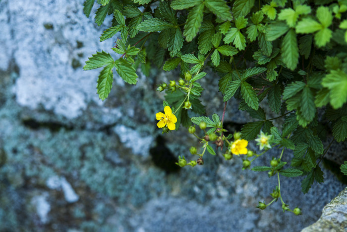 돌양지꽃 - Potentilla dickinsii Franch. & Sav. var. dickinsii