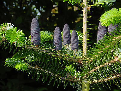 검은구상 사진 - Abies koreana for. nigrocarpa Hatus. Photos