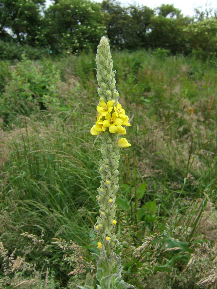 우단담배풀 - Verbascum thapsus L.