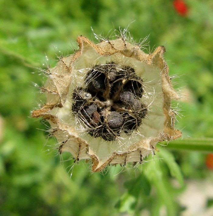수박풀 - Hibiscus trionum