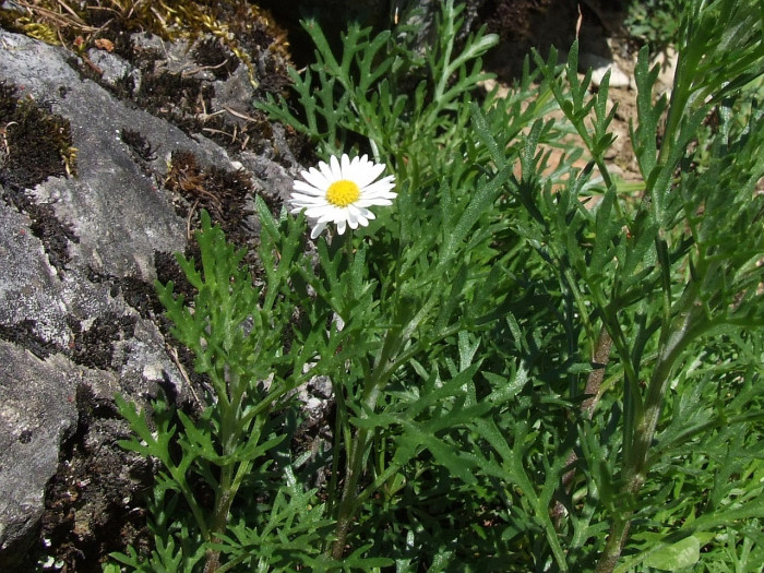 구절초 - Dendranthema zawadskii var. latilobum (Maxim.) Kitam.
