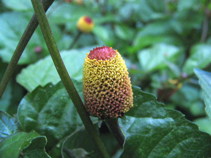 파라크레스 - Paracress, Acmella oleracea