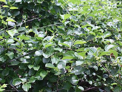 노박덩굴 사진 - Celastrus orbiculatus Thunb. Photos