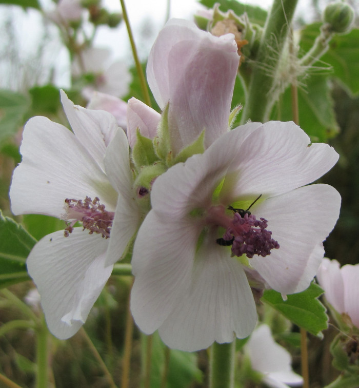 머쉬 말로우 - Marsh Mallow, Alhaea Officinalis