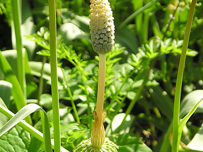 능수쇠뜨기 사진 - Equisetum sylvaticum L. Photos