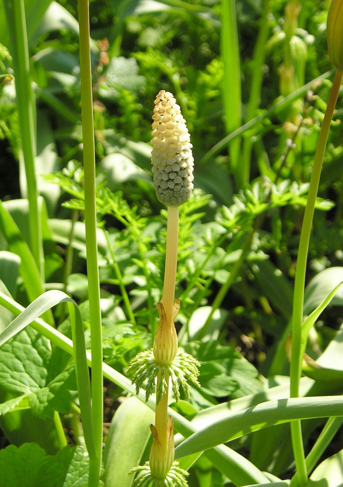 능수쇠뜨기 - Equisetum sylvaticum L.