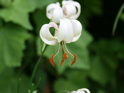 흰솔나리 사진 - Lilium cernuum var.candidum Photos