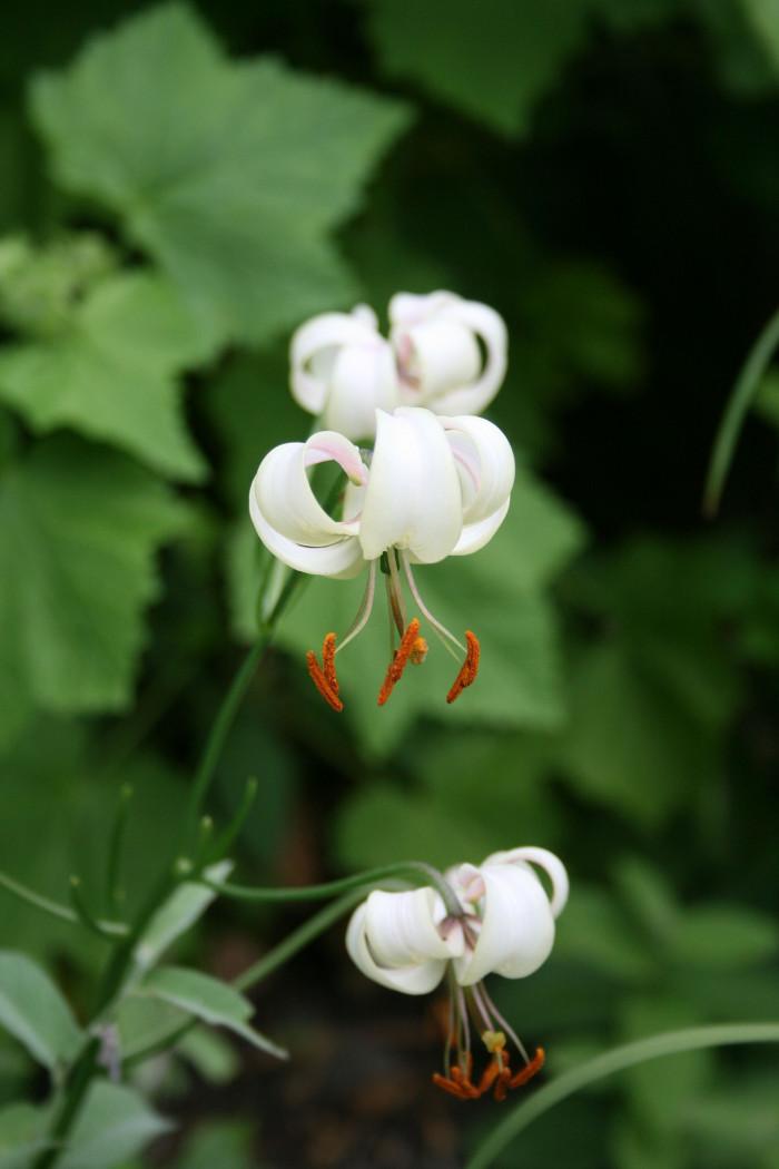 흰솔나리 - Lilium cernuum var.candidum