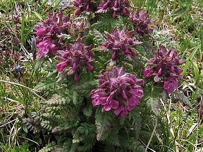 구름송이풀 사진 - Pedicularis verticillata Photos