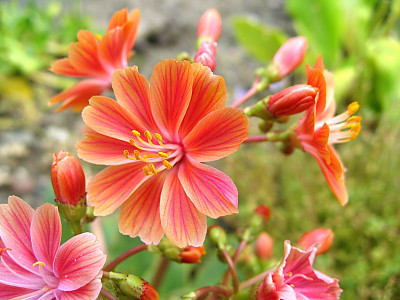 레위시아 사진 - Lewisia Photos
