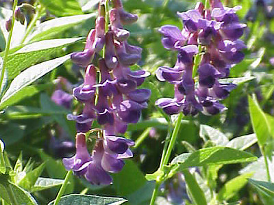 나비나물 사진 - Vicia unijuga A.Braun Photos