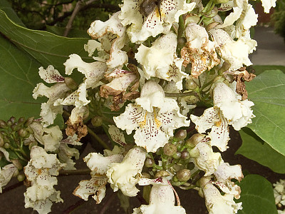 개오동 사진 - Catalpa ovata G.Don Photos