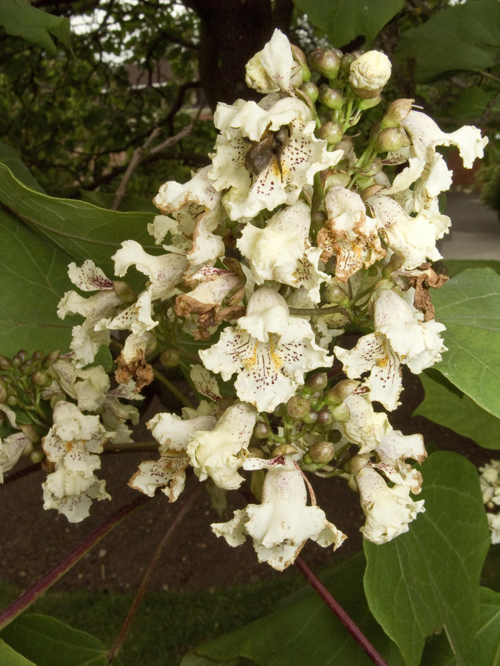 개오동 - Catalpa ovata G.Don