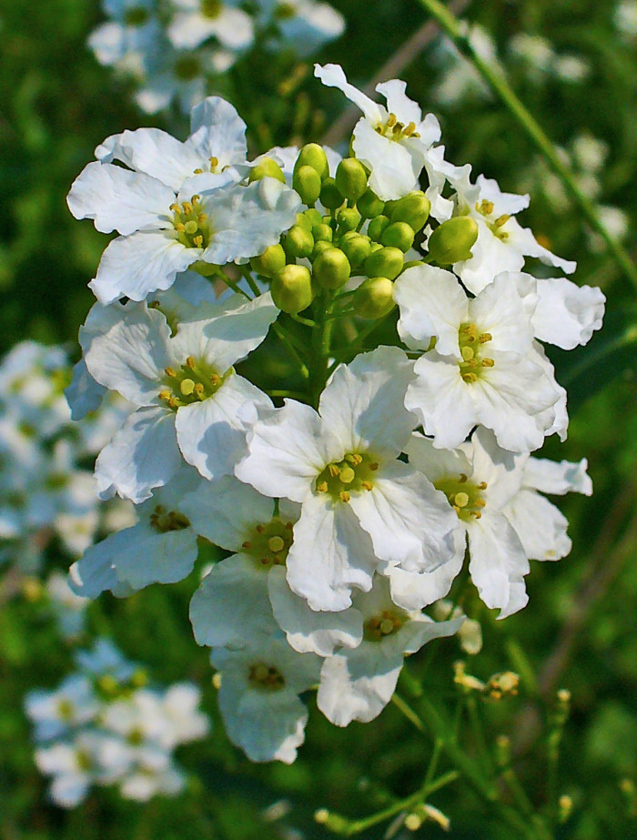 겨자무 - horeseradish, Armoracia rusticana P.G.Gaertner