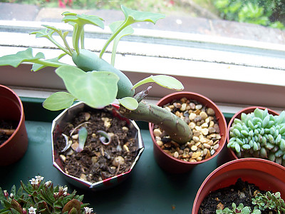칠보수 사진 - Senecio articulatus Photos