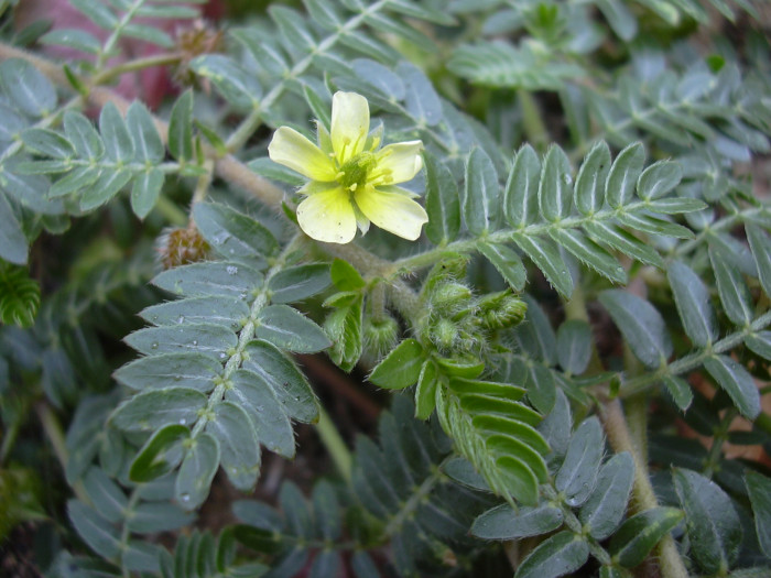 남가새 - Tribulus terrestris L.