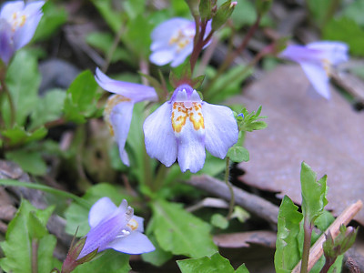 누운주름잎 사진 - Mazus miquelii Makino Photos