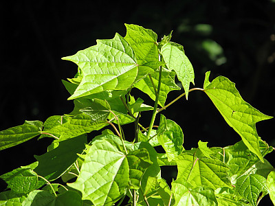 박쥐나무 사진 - Alangium platanifolium var. macrophyllum Photos
