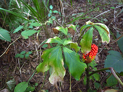 점박이천남성 사진 - Arisaema peninsulae Nakai Photos
