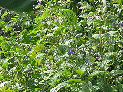 누린내풀 사진 - Caryopteris divaricata (Siebold & Zucc.) Maxim. Photos