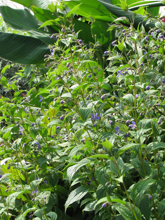 누린내풀 - Caryopteris divaricata (Siebold & Zucc.) Maxim.