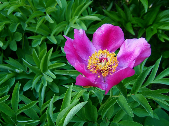 작약 - Chinese peony, Paeonia lactiflora Pall.