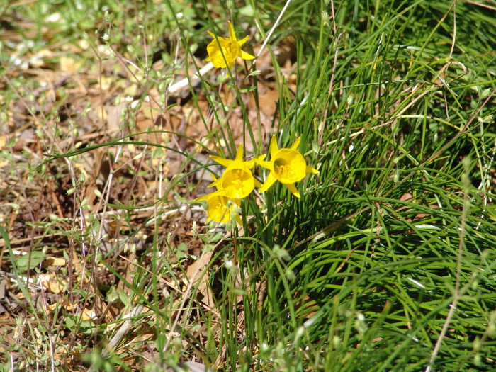 수선화 - daffodil, Narcissus tazetta var. chinensis