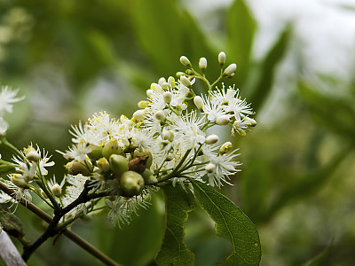 노린재나무 사진 - Symplocos chinensis for. pilosa (Nakai) Ohwi Photos