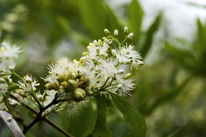 노린재나무 - Asiatic sweetleaf, sapphire berry, Symplocos chinensis for. pilosa (Nakai) Ohwi