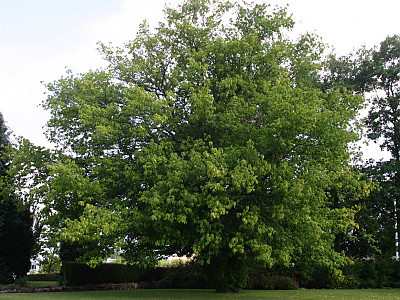 네군도단풍 사진 - Acer negundo L. Photos