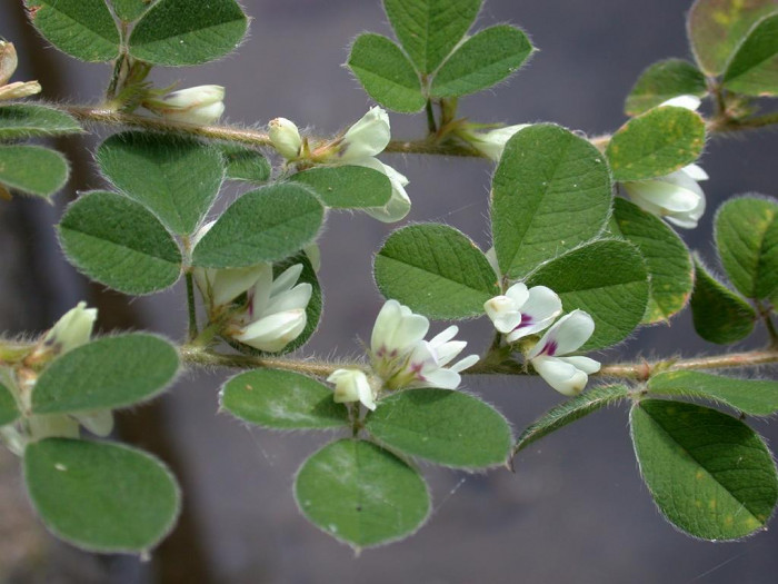 괭이싸리 - Lespedeza pilosa (Thunb.) Siebold & Zucc.