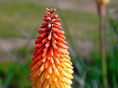 니포피아 사진 - Kniphofia uvaria Hook Photos