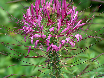 풍접초 사진 - Cleome spinosa Photos