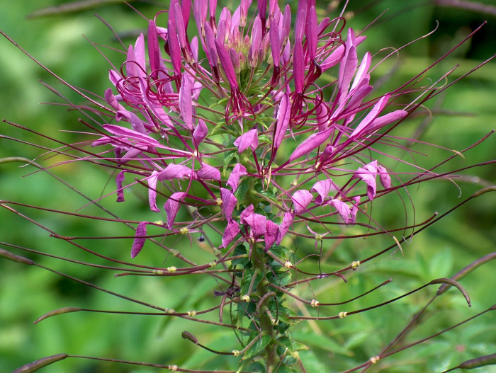 풍접초 - Cleome spinosa