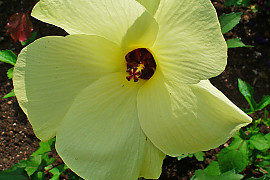 닥풀 - Hibiscus manihot L.