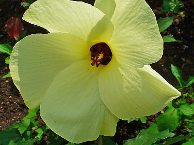닥풀 사진 - Hibiscus manihot L. Photos