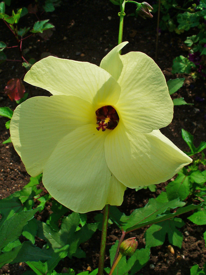 닥풀 - 과꽃, Hibiscus manihot L.