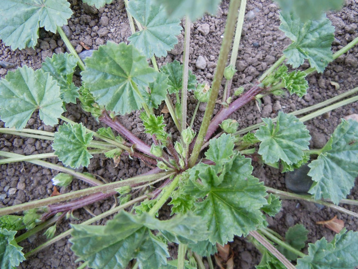 난쟁이아욱 - Malva neglecta Wallr.