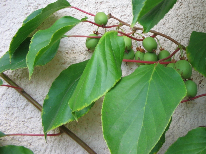 녹다래 - Actinidia arguta var. rufinervis Nakai