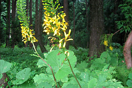 곤달비 - Ligularia stenocephala (Maxim.) Matsum. & Koidz.