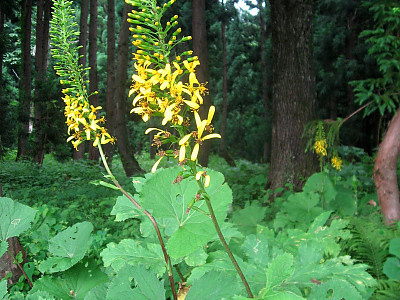 곤달비 사진 - Ligularia stenocephala (Maxim.) Matsum. & Koidz. Photos