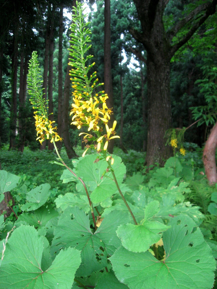 곤달비 - Ligularia stenocephala (Maxim.) Matsum. & Koidz.