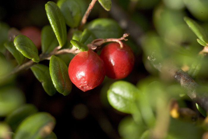 월귤 - Vaccinium vitis-idaea L.